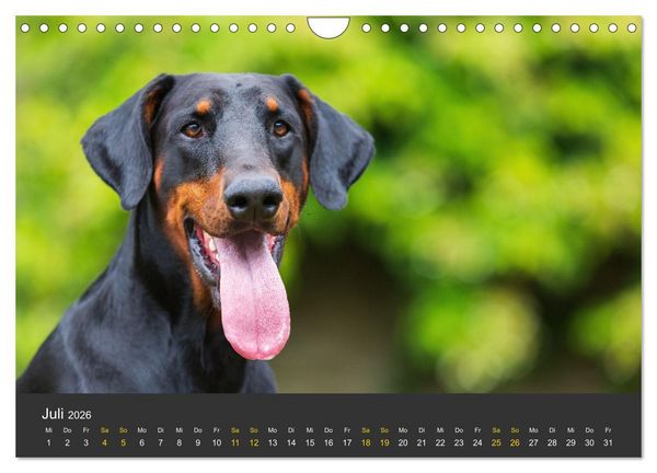 Produktbild: Dobermann 2026 (Wandkalender 2026 DIN A4 quer), CALVENDO Monatskalender