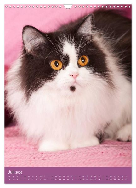 Produktbild: Britisch Langhaar Katzen (Wandkalender 2026 DIN A3 hoch), CALVENDO Monatskalender