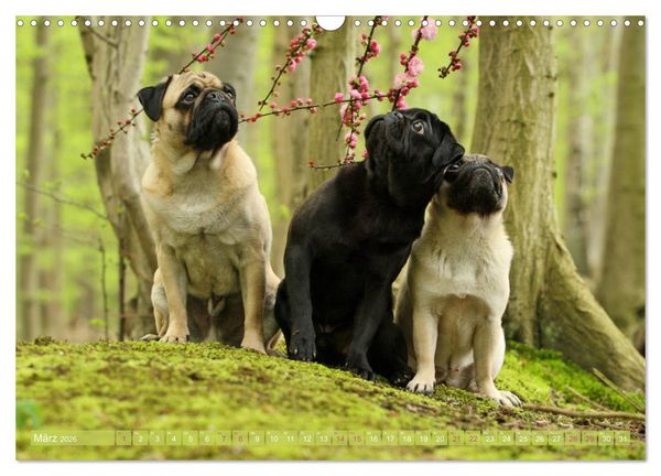 Produktbild: Lustige M&ouml;pse aus der Hundeknipserei (Wandkalender 2026 DIN A3 quer), CALVENDO Monatskalender