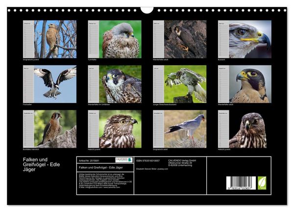 Produktbild: Falken und Greifv&ouml;gel - Edle J&auml;ger (Wandkalender 2026 DIN A3 quer), CALVENDO Monatskalender