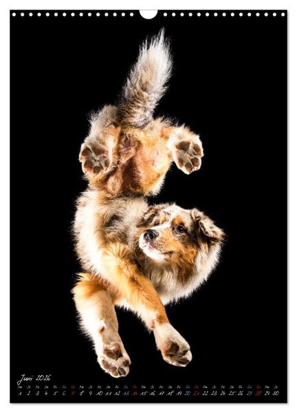 Produktbild: Down Under - Hunde auf der Glasplatte (Wandkalender 2026 DIN A3 hoch), CALVENDO Monatskalender
