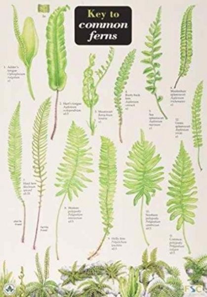 Produktbild: Key to Common Ferns