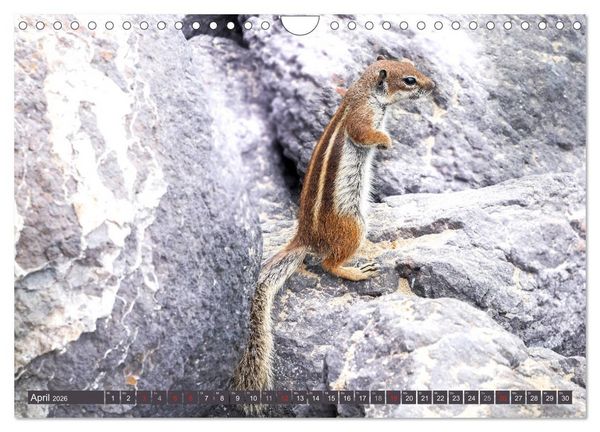 Produktbild: FUERTEVENTURA - Inselblick (Wandkalender 2026 DIN A4 quer), CALVENDO Monatskalender