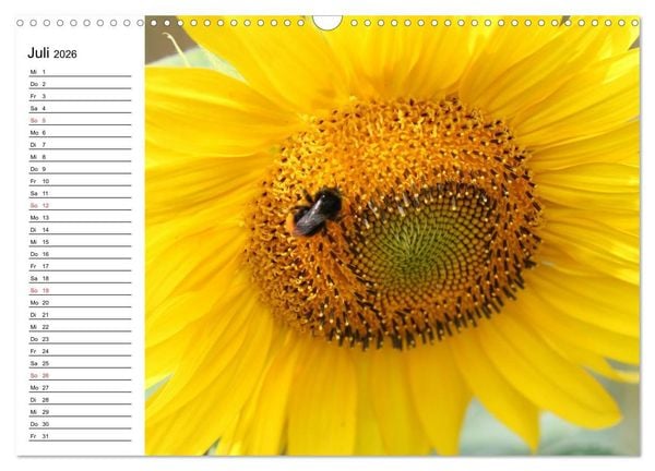 Produktbild: Sonnenblumen Impressionen (Wandkalender 2026 DIN A3 quer), CALVENDO Monatskalender