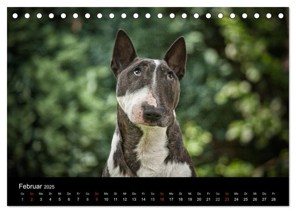 Produktbild: Bullterrier (Tischkalender 2025 DIN A5 quer), CALVENDO Monatskalender