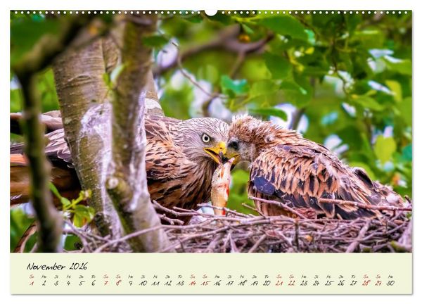 Produktbild: Brut- und Setzzeit. Neues Leben entsteht. (Wandkalender 2026 DIN A2 quer), CALVENDO Monatskalender