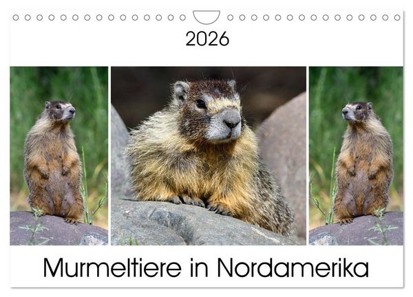 Murmeltiere in Nordamerika (Wandkalender 2026 DIN A4 quer), CALVENDO Monatskalender