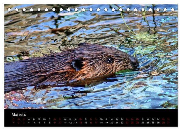 Produktbild: Das Leben der Biber (Tischkalender 2026 DIN A5 quer), CALVENDO Monatskalender