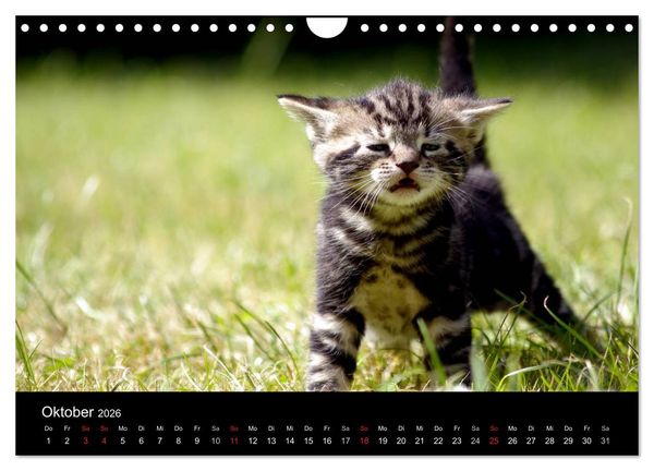 Produktbild: Katzen & Hunde (Wandkalender 2026 DIN A4 quer), CALVENDO Monatskalender