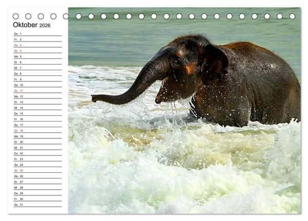 Produktbild: Elefanten - Wasserspa&szlig; am Strand (Tischkalender 2026 DIN A5 quer), CALVENDO Monatskalender