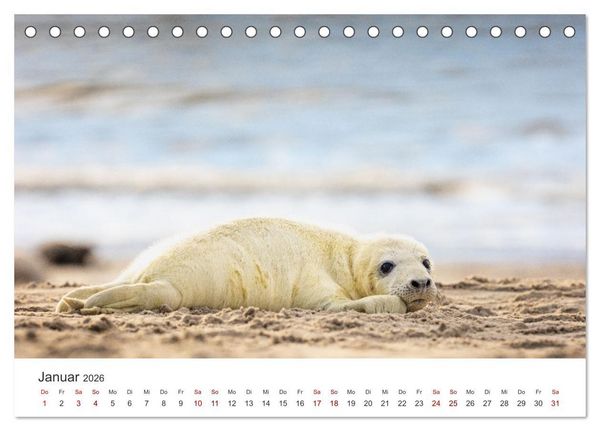 Produktbild: Junge Kegelrobben (Tischkalender 2026 DIN A5 quer), CALVENDO Monatskalender