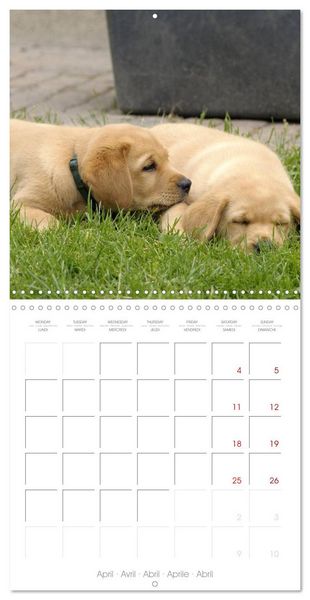 Produktbild: Labrador Retriever Puppies (Wall Calendar 2026 12 &times; 12 Inch) CALVENDO 12 Month Wall Calendar