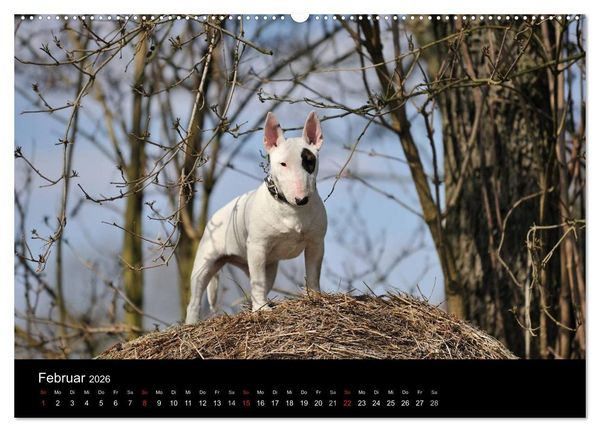 Produktbild: Bullterrier 2026 - Kleine Clowns mit gro&szlig;em Herz (hochwertiger Premium Wandkalender 2026 DIN A2 quer), Kunstdruck in Hochglanz