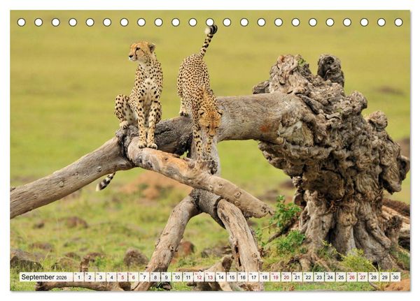 Produktbild: Faszinaton Afrika: Geparde (Tischkalender 2026 DIN A5 quer), CALVENDO Monatskalender