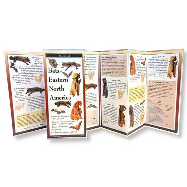 Produktbild: Bats of Eastern North America