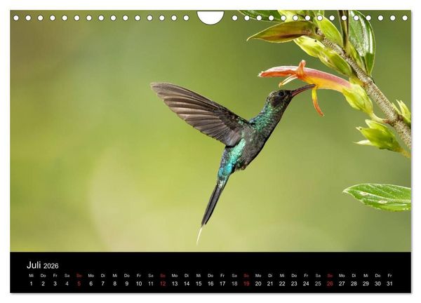 Produktbild: Der Kolibrikalender (Wandkalender 2026 DIN A4 quer), CALVENDO Monatskalender