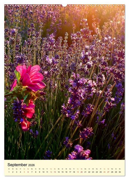 Produktbild: Provence Lavendel Paradies (Wandkalender 2026 DIN A2 hoch), CALVENDO Monatskalender