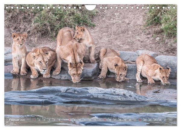 Produktbild: L&ouml;wen - Raubkatzen Afrikas (Wandkalender 2026 DIN A4 quer), CALVENDO Monatskalender