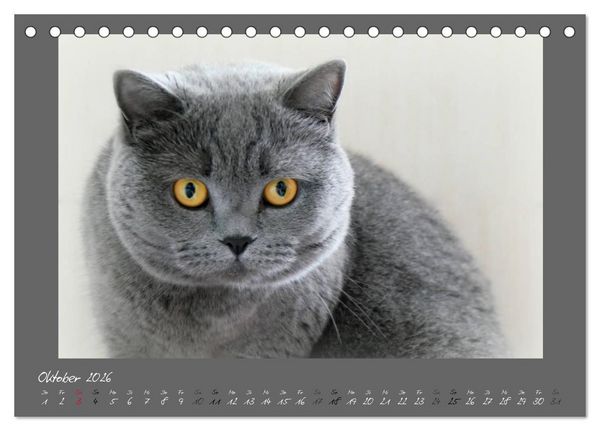 Produktbild: GRAUE ENGEL Britischkurzhaar-Katzen (Tischkalender 2026 DIN A5 quer), CALVENDO Monatskalender