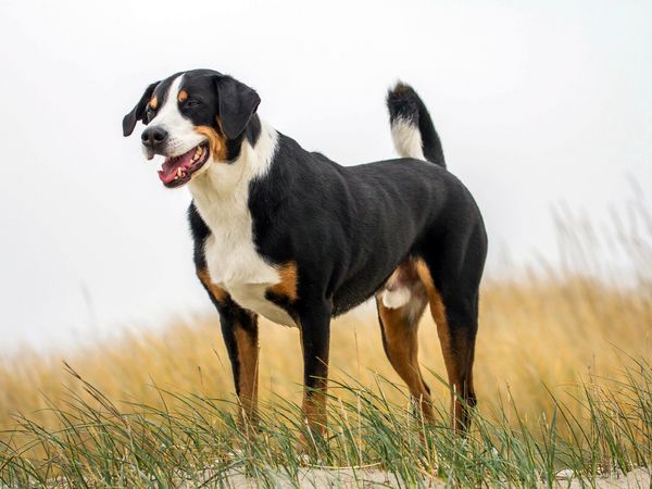 Produktbild: CALVENDO Puzzle Appenzeller Sennenhund R&uuml;de 1000 Teile Lege-Gr&ouml;&szlig;e 64 x 48 cm Foto-Puzzle Bild von SchnelleWelten