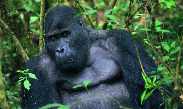 Im Bann der wilden Tiere