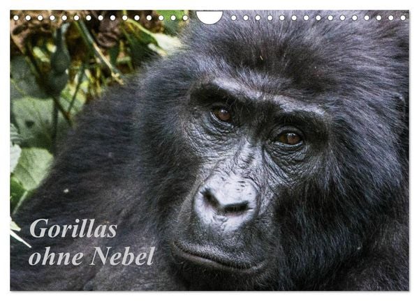 Produktbild: Gorillas ohne Nebel (Wandkalender 2026 DIN A4 quer), CALVENDO Monatskalender