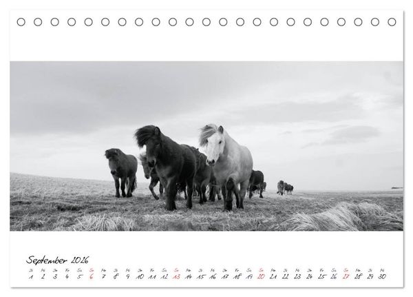 Produktbild: Islandpferde von Brimilsvellir (Tischkalender 2026 DIN A5 quer), CALVENDO Monatskalender