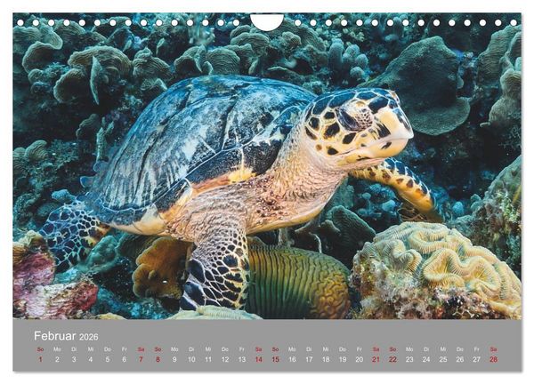 Produktbild: Karibische Meeresschildkr&ouml;ten (Wandkalender 2026 DIN A4 quer), CALVENDO Monatskalender