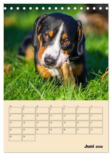Produktbild: Jahresplaner Entlebucher Sennenhund (Tischkalender 2026 DIN A5 hoch), CALVENDO Monatskalender