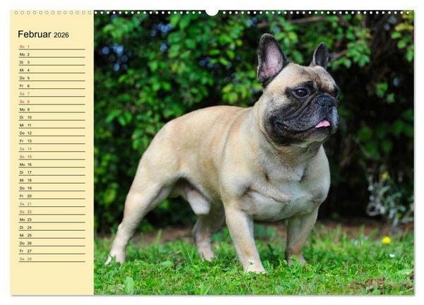Produktbild: Franz&ouml;sische Bulldogge - Clown auf 4 Pfoten (Wandkalender 2026 DIN A2 quer), CALVENDO Monatskalender