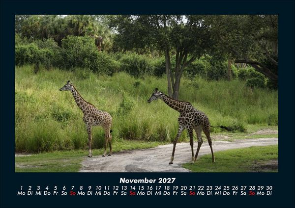 Produktbild: Giraffen 2027 Fotokalender DIN A4