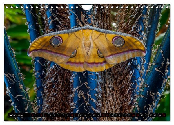 Produktbild: Kleinode der L&uuml;fte - Faszinierende tropische Schmetterlinge (Wandkalender 2026 DIN A4 quer), CALVENDO Monatskalender