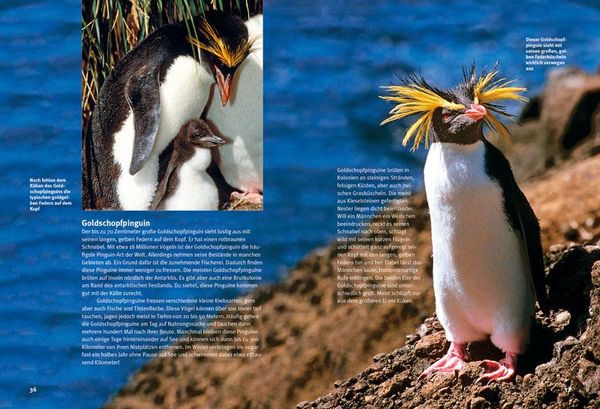 Produktbild: Entdecke die Pinguine