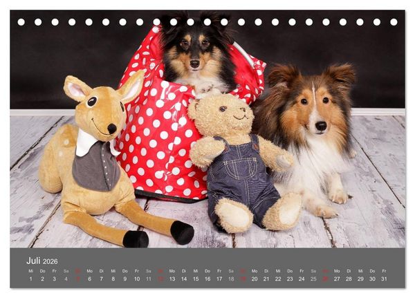 Produktbild: Shelties : Charmeure auf 4 Pfoten (Tischkalender 2026 DIN A5 quer), CALVENDO Monatskalender