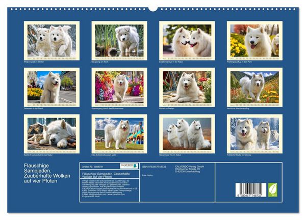 Produktbild: Flauschige Samojeden. Zauberhafte Wolken auf vier Pfoten (hochwertiger Premium Wandkalender 2026 DIN A2 quer), Kunstdruck in Hochglanz