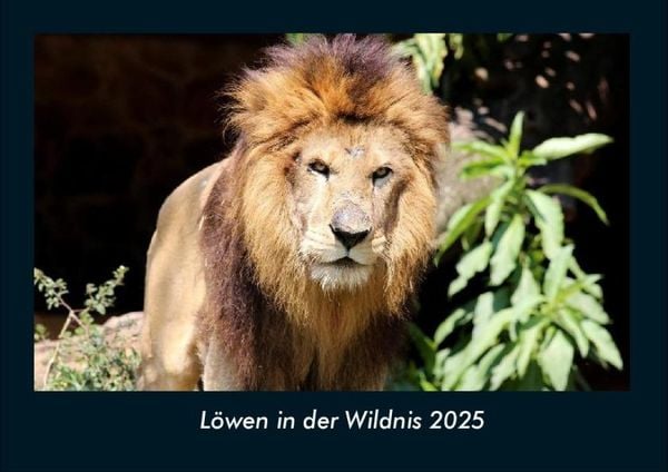 Produktbild: L&ouml;wen in der Wildnis 2025 Fotokalender DIN A4