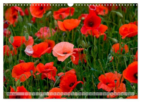 Produktbild: Voll Mohn (Wandkalender 2026 DIN A3 quer), CALVENDO Monatskalender