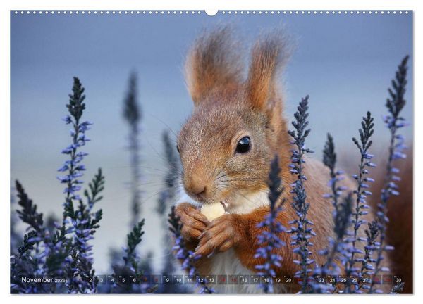 Produktbild: Eichh&ouml;rnchen Luna und ihre Kinder (Wandkalender 2026 DIN A2 quer), CALVENDO Monatskalender