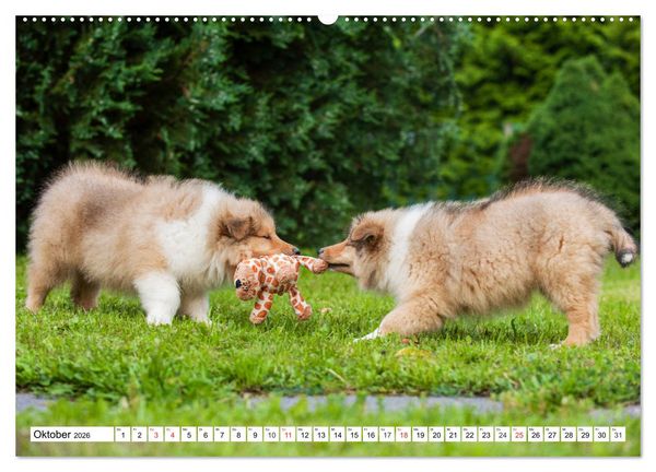 Produktbild: Colliewelpen - kleine Collies erobern die Welt (hochwertiger Premium Wandkalender 2026 DIN A2 quer), Kunstdruck in Hochglanz