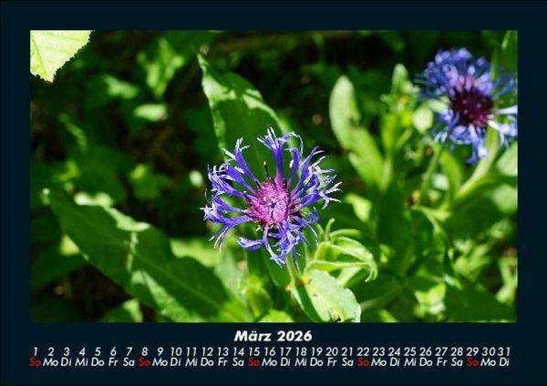 Produktbild: Blumenkalender 2026 Fotokalender DIN A5