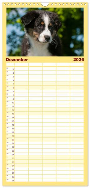 Produktbild: Familienplaner 2026 - Bekannt wie ein bunter Hund. Australian Shepherd mit 5 Spalten (Wandkalender, 21 x 45 cm) CALVENDO