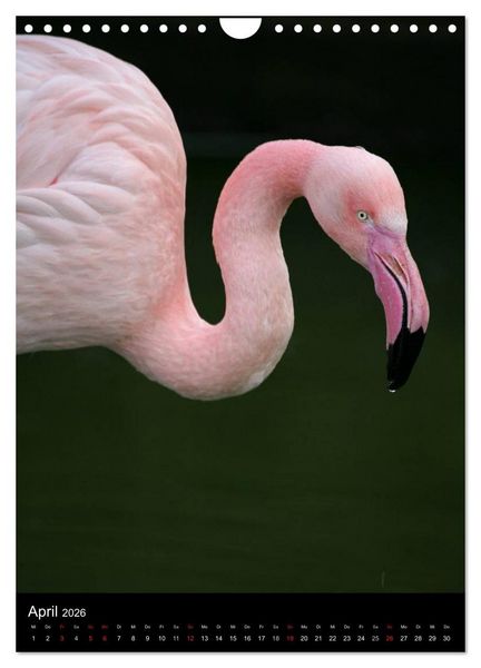 Produktbild: Flamingos - Eleganz in Rot und Rosa (Wandkalender 2026 DIN A4 hoch), CALVENDO Monatskalender