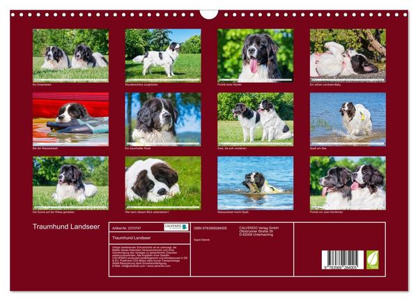 Produktbild: Traumhund Landseer (Wandkalender 2027 DIN A3 quer), CALVENDO Monatskalender