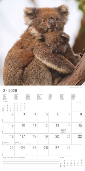Produktbild: Koalas 2026 - Broschürenkalender 30x30 cm (30x60 geöffnet) - Kalender mit Platz für Notizen - koala bears - Bildkalender - Wandplaner - Bärenkalender