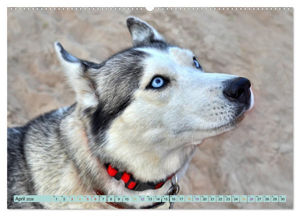 Produktbild: Huskies - Tolle Gef&auml;hrten (Wandkalender 2026 DIN A2 quer), CALVENDO Monatskalender
