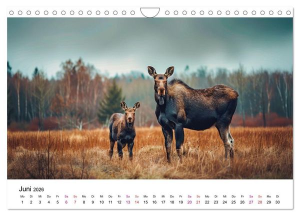 Produktbild: Elche - sch&ouml;ne Momente (Wandkalender 2026 DIN A4 quer), CALVENDO Monatskalender