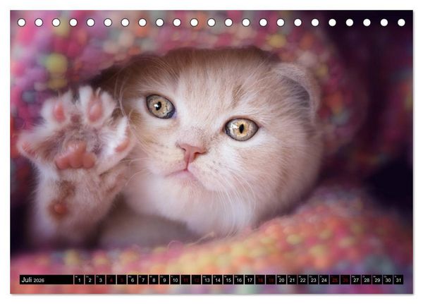 Produktbild: Niedliche BKH Katzenkinder (Tischkalender 2026 DIN A5 quer), CALVENDO Monatskalender