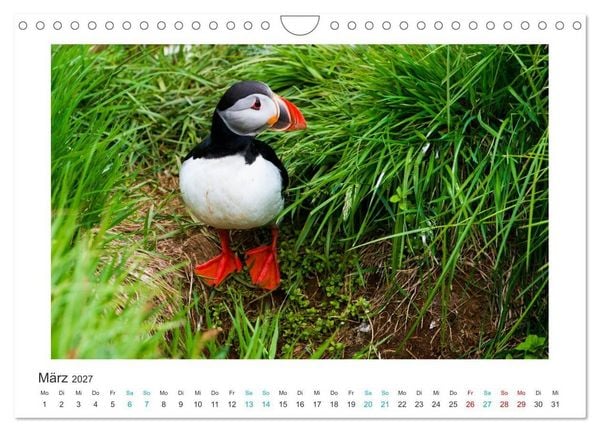 Produktbild: PAPAGEIENTAUCHER - Clowns der Nordmeere (Wandkalender 2027 DIN A4 quer), CALVENDO Monatskalender