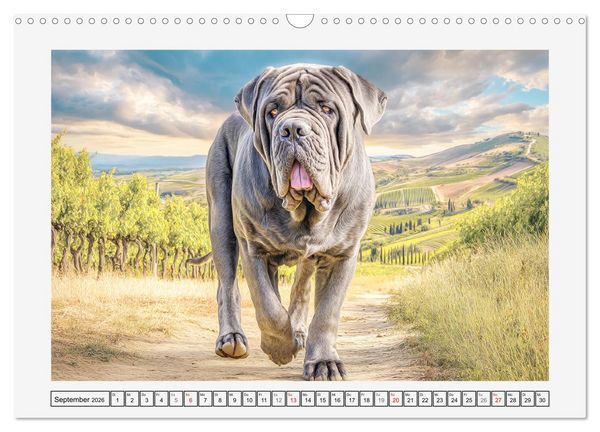 Produktbild: Mastino Napoletano. Die gelassenen Molosser mit antiken Vorfahren (Wandkalender 2026 DIN A3 quer), CALVENDO Monatskalender