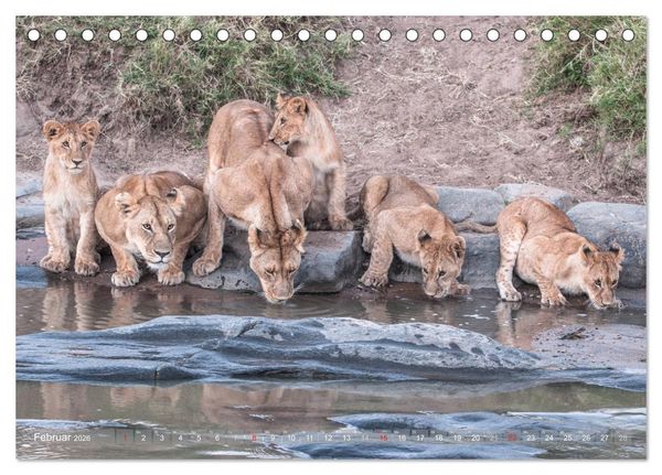 Produktbild: L&ouml;wen - Raubkatzen Afrikas (Tischkalender 2026 DIN A5 quer), CALVENDO Monatskalender